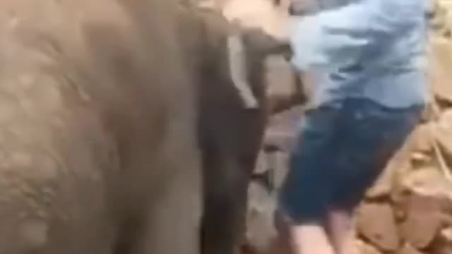 Elephant funny video