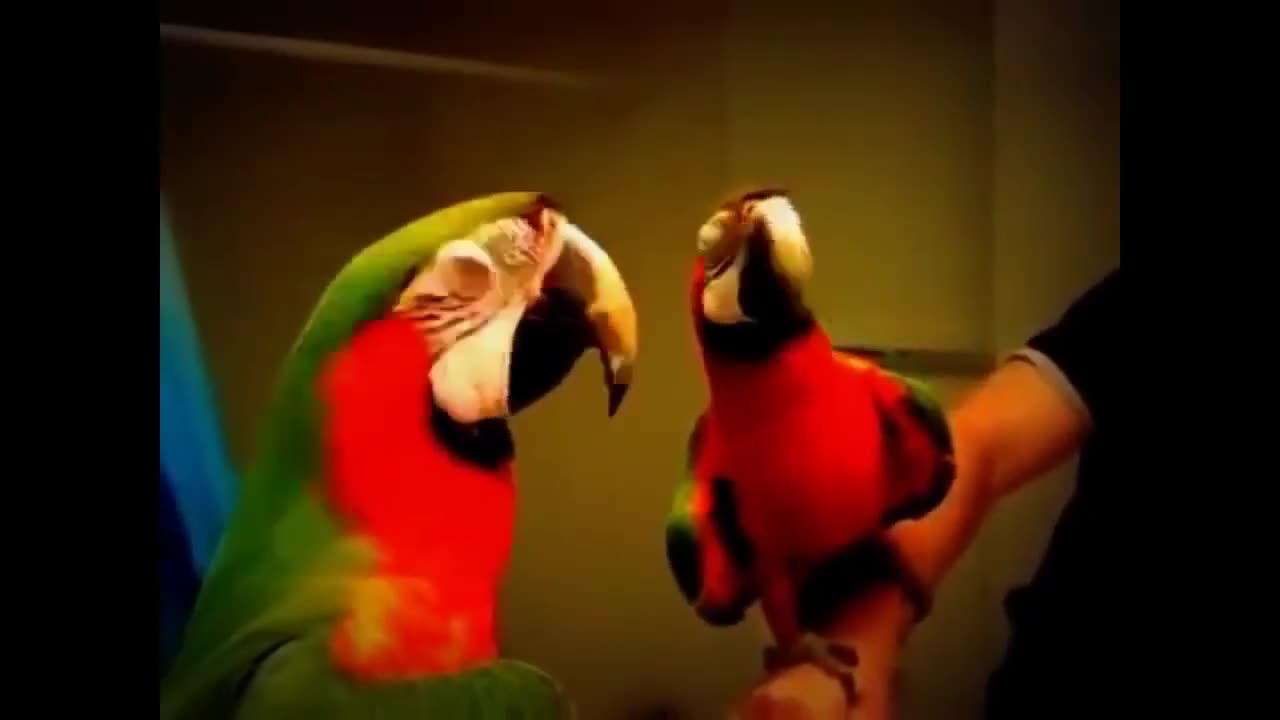 UK Birds - Talking Parrot - Funny Clip - Love to Watch