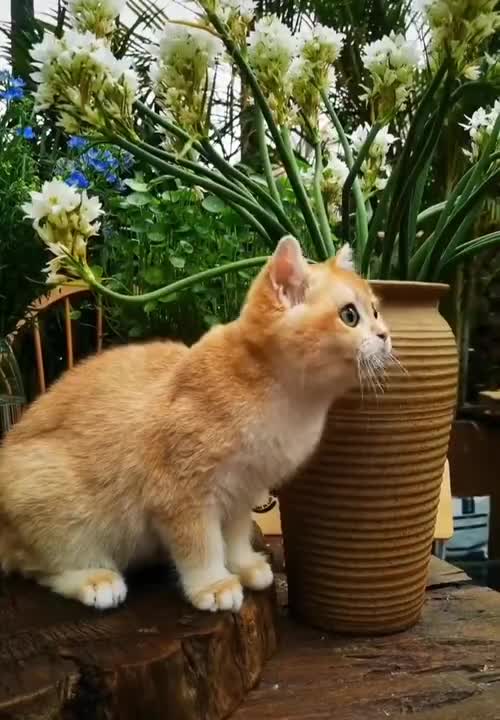 cute baby cat with flowers