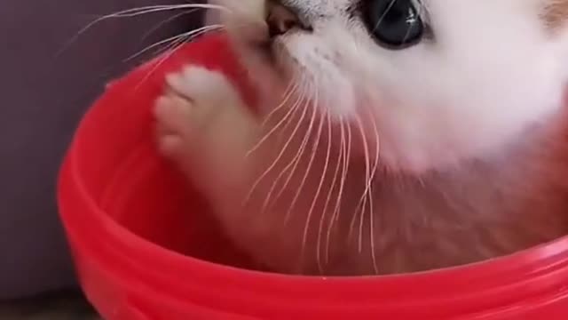 Cute kittens in playing mood