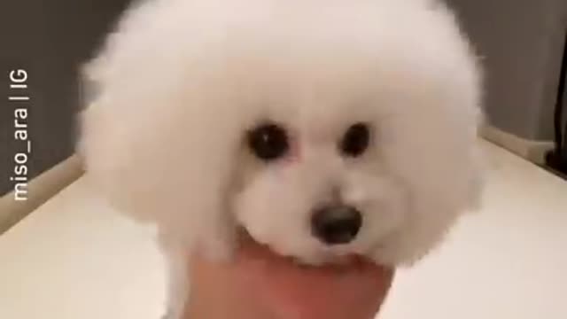 Cut dog funny video