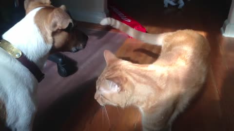 Terrier vs.Cat Fanny