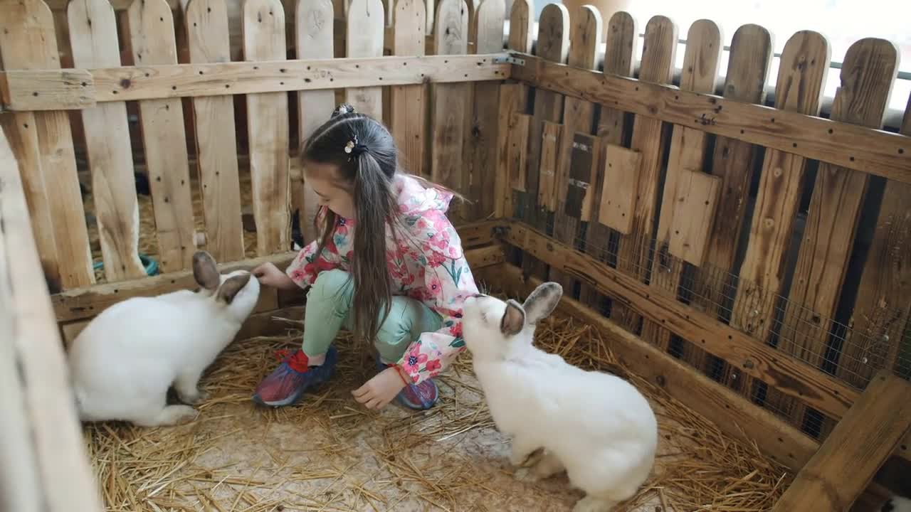 Little girl stroking and feeding the rabbits in the petting zoo