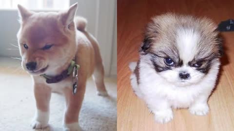 Furry, Angry, Cute And Funny! Best Angry Dog Reactions!!