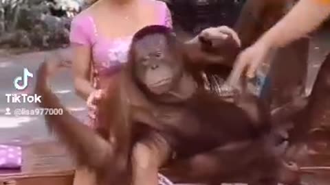 Un singe un peu trop adorable