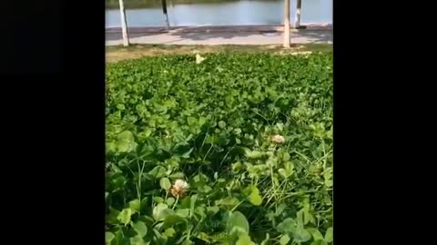 The most adorable animals