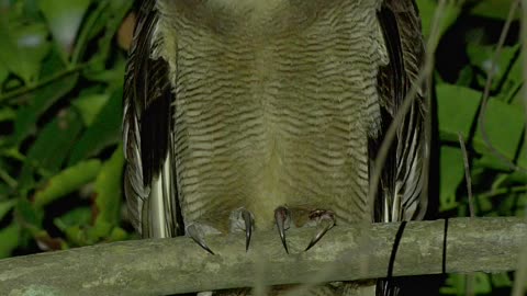 Owl