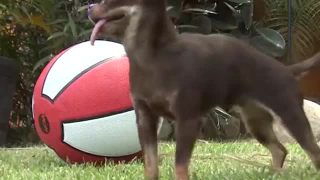 दुनिया का सबसे छोटा कुत्ता smallest dogs in the world