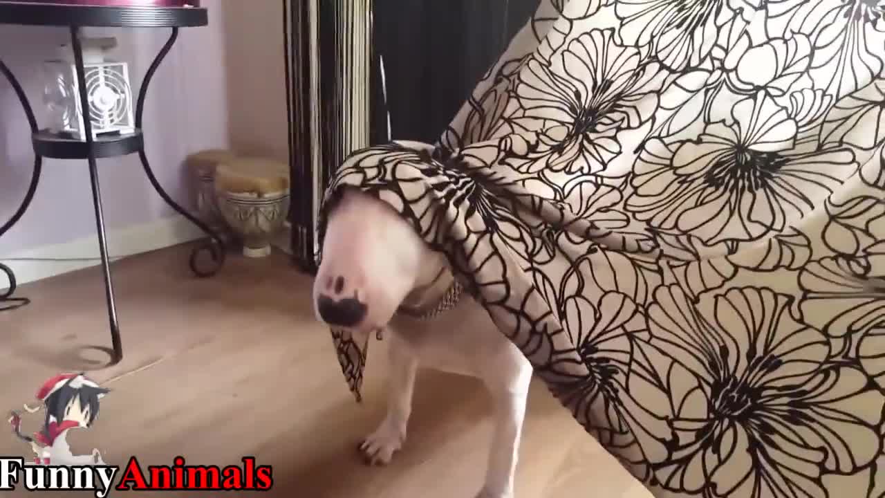 funny bull terrier