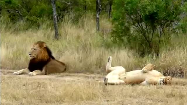 Hilarious! Lioness attempting to lure an uninterested male Lion to mate!