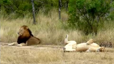 Hilarious! Lioness attempting to lure an uninterested male Lion to mate!