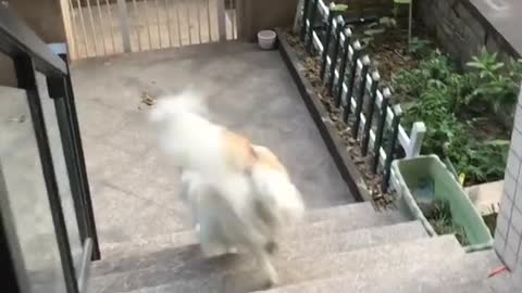 Dog makes it clear she wants to petted at all times