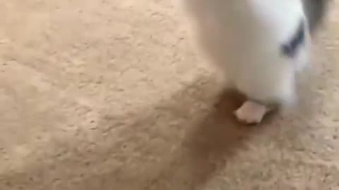 cute walking cat