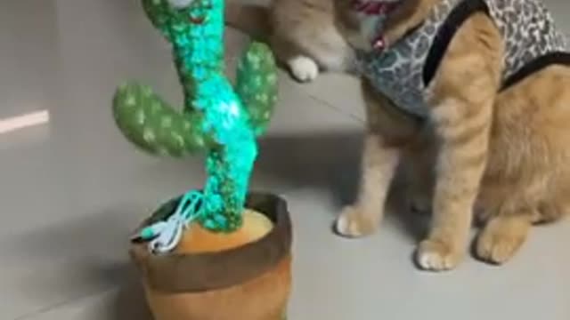 A cat playing with a dancing cactus - funny scene