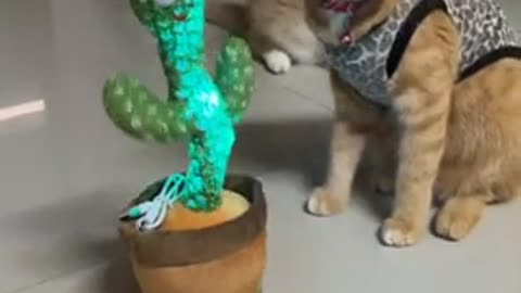 A cat playing with a dancing cactus - funny scene