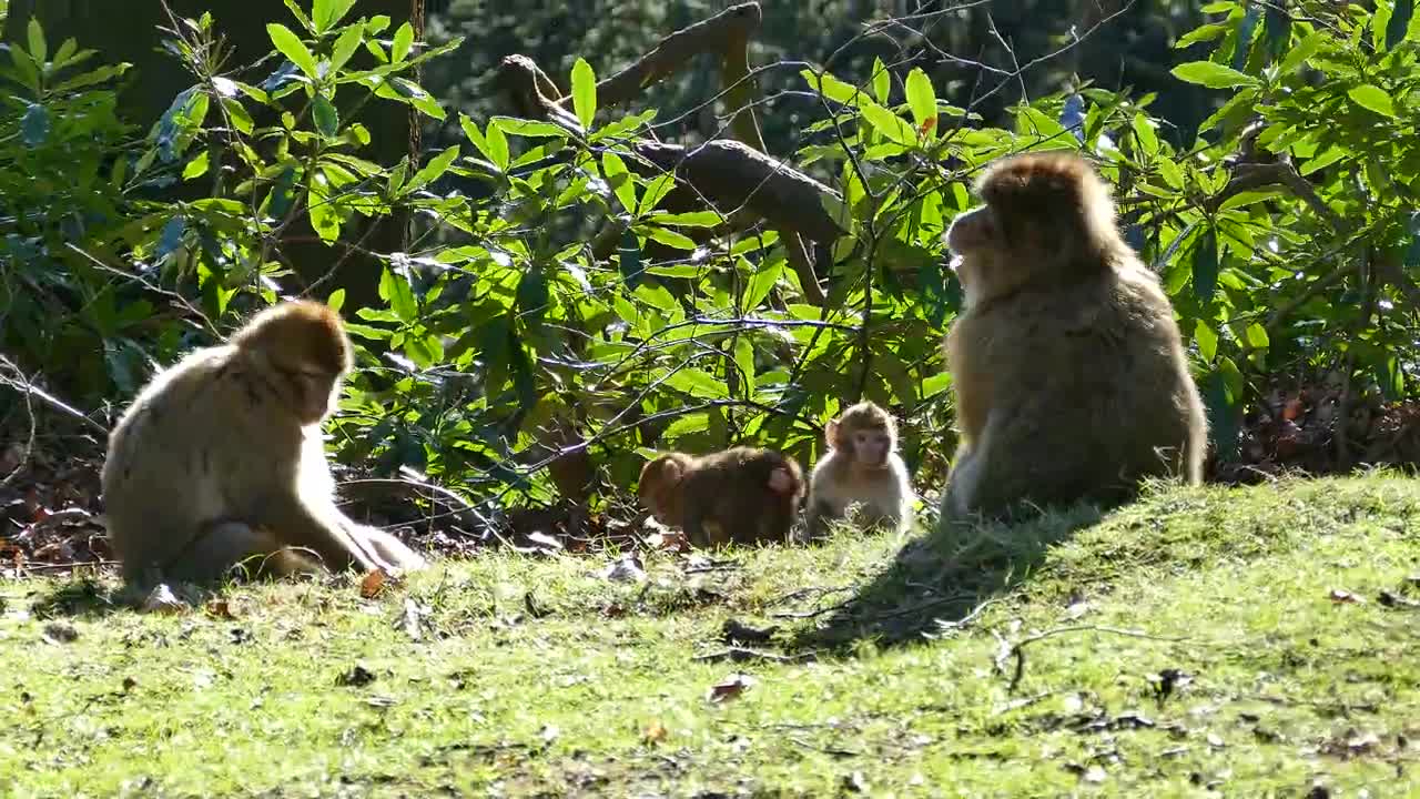Monkey family - funny animal video