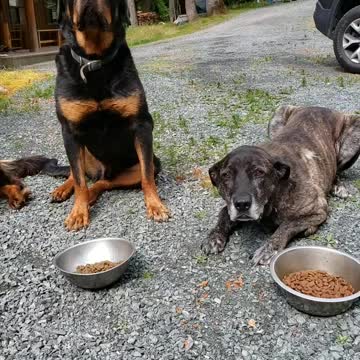 Hungry but obedient dogs.