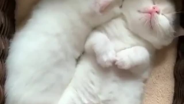 How cute animals