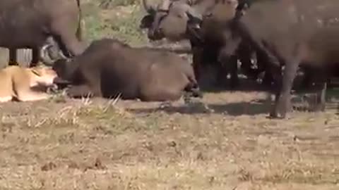 Barbary lions 🦁 attack on buffalo & other animals