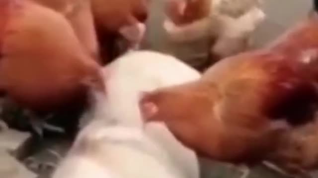 อาหารไก่ - Funny and cute dog videos