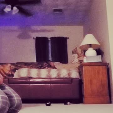 Goldendoodle puppy learns tricks