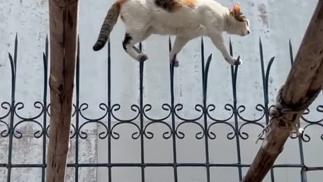 Ele não anda, ele desfila! Oque os gatos tem na cabeça🤔😅