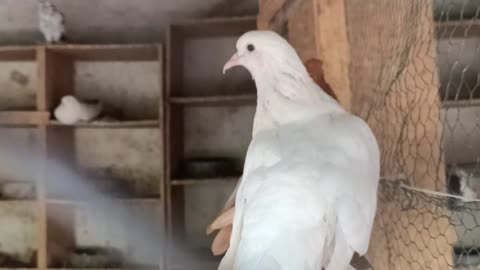 beautiful-white-pigeon-in-aviary