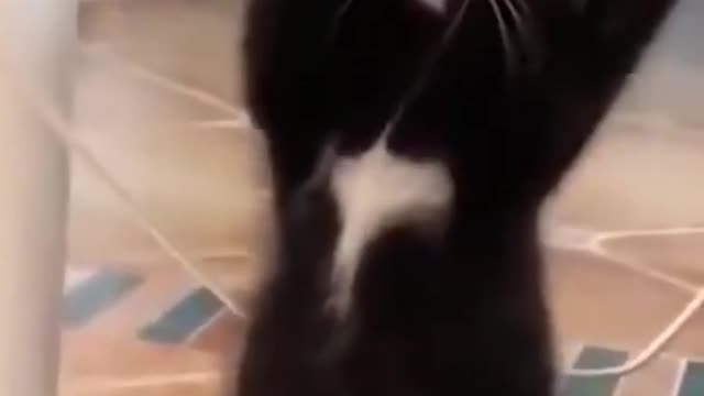 Funny Cat Dance