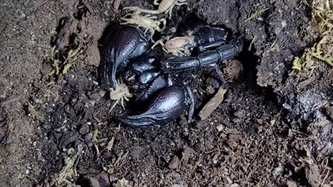 Asian forest scorpion babies