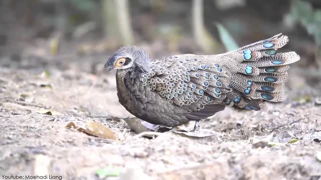 The Most Beautiful Peacocks in the World