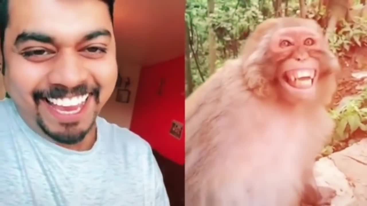 Funny dog, funny joke, funny monkey.