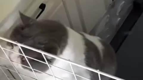 No escape for you Mr Chubby 😂🤣🤣