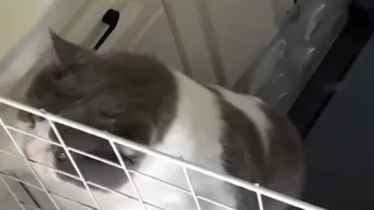 No escape for you Mr Chubby 😂🤣🤣