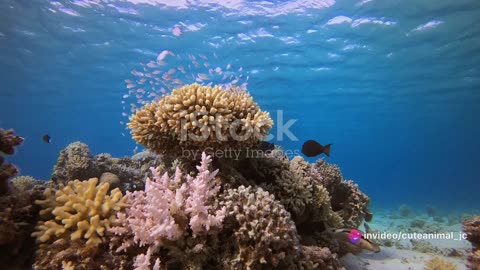 Tropical Paradise: A Close-Up Look at Coral Reefs and Their Dazzling Residents