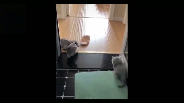 Charming and Funny Cat Videos Compilation