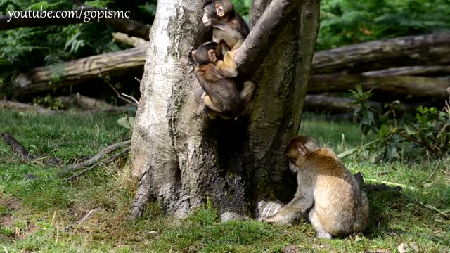 Cute monkey babys