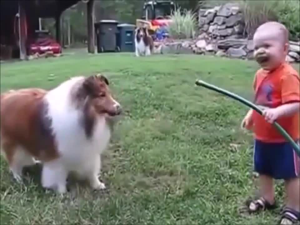 Try Do Not To Laugh.Funny Dog And Cat Videos