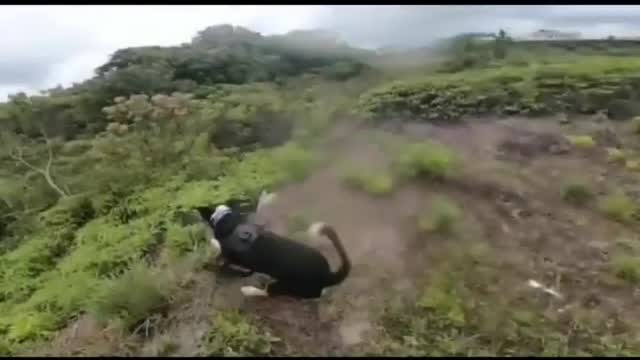 mwu dog fell into the hole