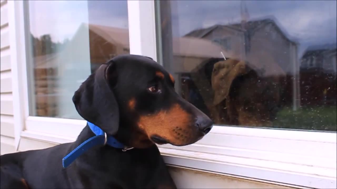 Talking dog come in English ..