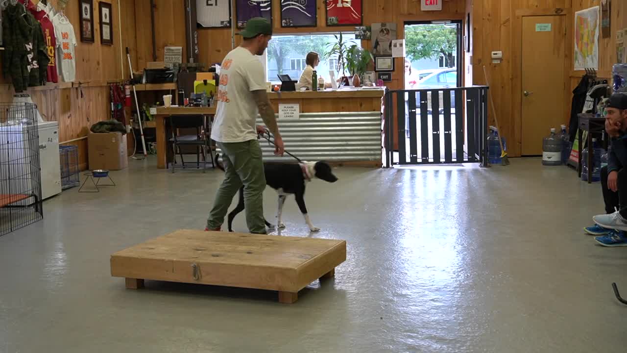 how to train a dog with basics