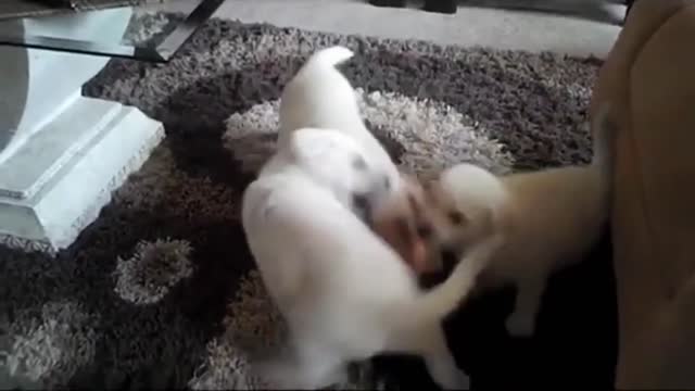 Cute Puppy Funny Puppy and Smart Dogs Compilation #1