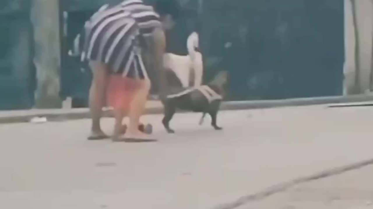 Funny animal video