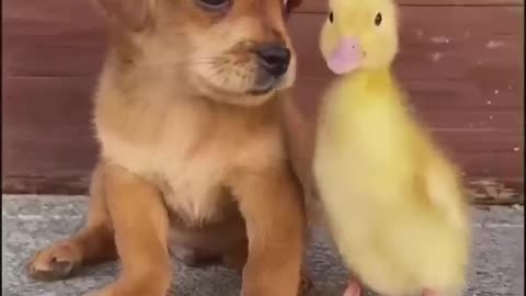 Aww Funny Cute Animals!