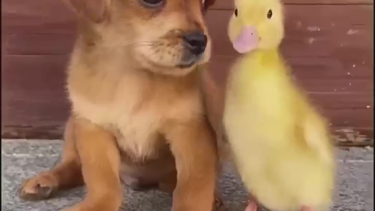 Aww Funny Cute Animals!