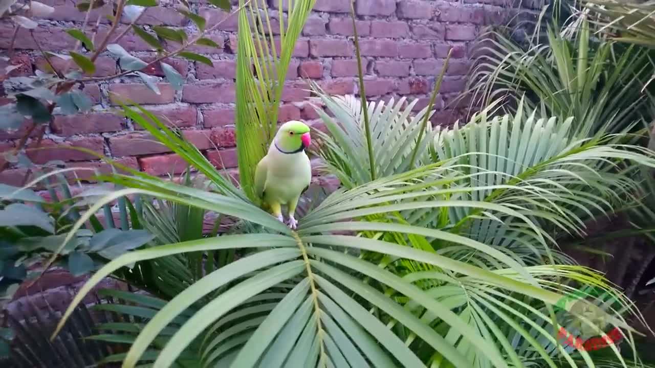 Natural Parrot Sounds. /Voices