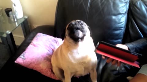 Pug Shouting 'Help'