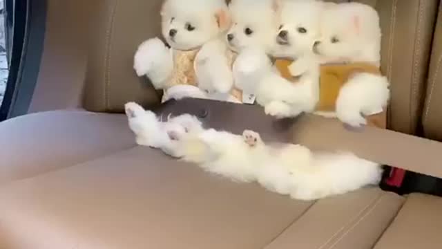 Very cute puppies