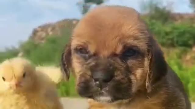 Funny and cute puppy video with small bird's