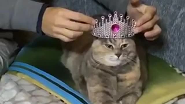 Cat gets crowned Queen