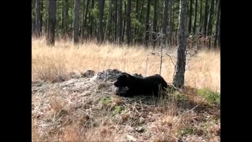 Camping with Puppies